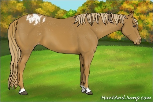 Horse Color:Chestnut Appaloosa 