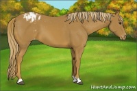 Horse Color:Chestnut Appaloosa 