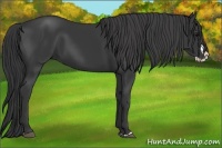 Horse Color:Black Splash