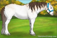 Horse Color:White Spotted Bay Splash  and White Spotted Amber Champagne Splash 
