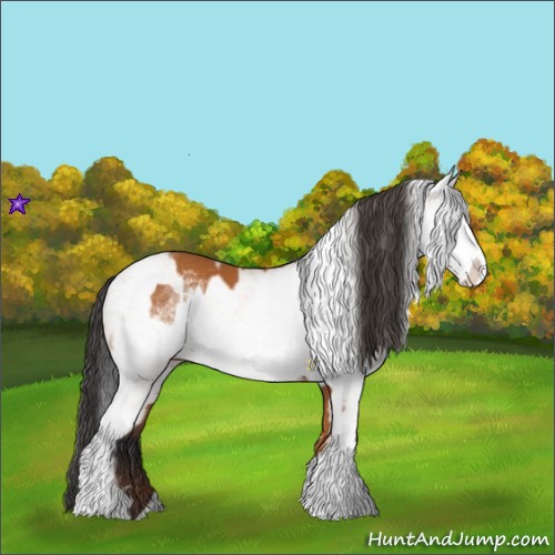Horse Color:White Spotted Bay Splash and White Spotted Bay