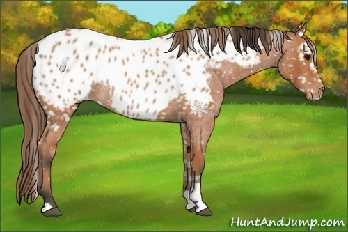 Horse Color:Bay Roan Splash Appaloosa  and Buckskin Appaloosa Rabicano 