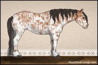 Horse Color:White Spotted Bay Roan Splash  and White Spotted Bay Roan Splash 