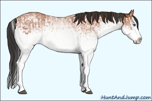 Horse Color:White Spotted Bay Splash  and White Spotted Bay Splash 