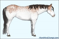Horse Color:White Spotted Bay Splash  and White Spotted Bay Splash 