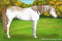 Horse Color:White Spotted Red Roan 