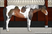 Horse Color:Brown Sabino Tobiano