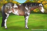 Horse Color:Brown Sabino 