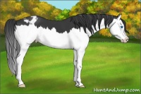Horse Color:Black Splash Appaloosa 