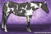 Horse Color:White Spotted Black Frame 