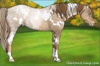 Horse Color:White Spotted Liver Chestnut Pearl Snowflake Varnish