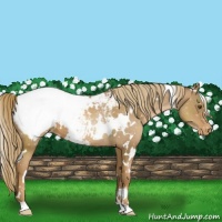 Horse Color:White Spotted Liver Chestnut Pearl Near Fewspot