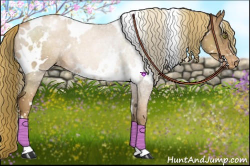 Horse Color:White Spotted Liver Chestnut Pearl Appaloosa 