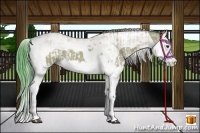Horse Color:White Spotted Bay Dun Splash  and Painted Watercolor Bay Dun Splash Tobiano 