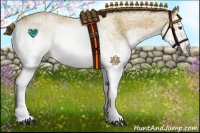 Horse Color:White Spotted Buckskin Splash  and White Spotted Buckskin Splash 