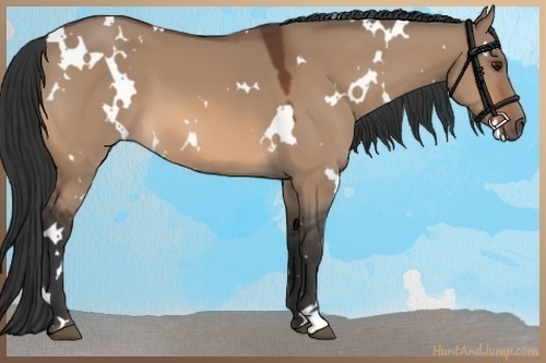 Horse Color:White Spotted Bay Dun