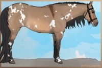 Horse Color:White Spotted Bay Dun