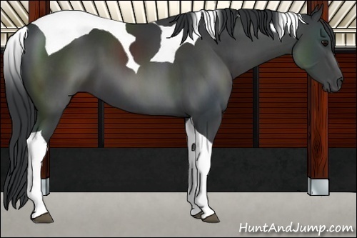Horse Color:Black Tobiano