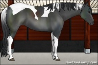 Horse Color:Black Tobiano 