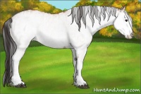 Horse Color:White Spotted Bay Splash and White Spotted Bay