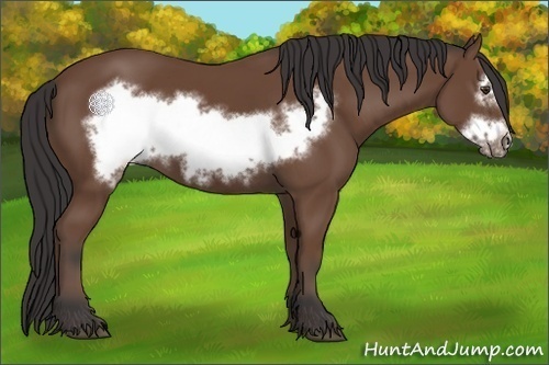 Horse Color:Bay Frame 