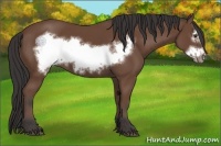 Horse Color:Bay Frame 