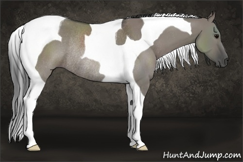 Horse Color:Grullo Tobiano Rabicano