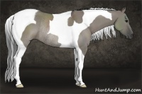 Horse Color:Grullo Tobiano Rabicano 