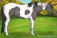 Horse Color:Grullo Tobiano 