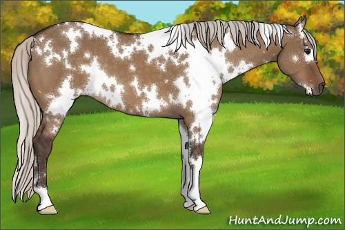 Horse Color:White Spotted Silver Brown Dun