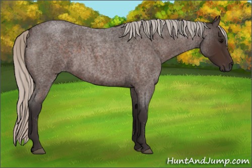 Horse Color:Silver Brown Roan