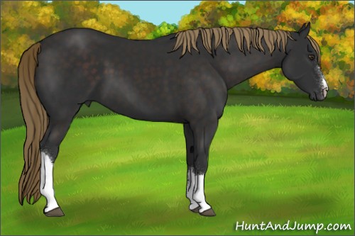 Horse Color:Liver Chestnut 