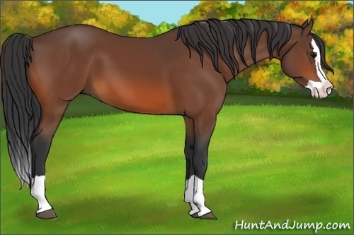 Horse Color:Bay Splash 