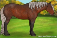 Horse Color:Silver Brown Rabicano 