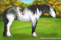 Horse Color:White Spotted Black Sabino