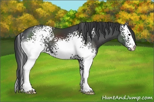 Horse Color:White Spotted Black 