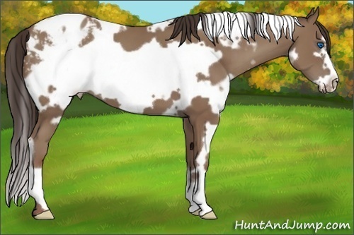 Horse Color:White Spotted Classic Champagne Frame Appaloosa 