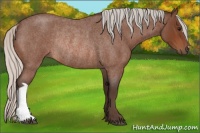 Horse Color:Silver Bay Roan Rabicano