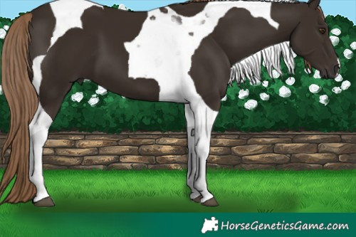 Horse Color:Liver Chestnut Tobiano 