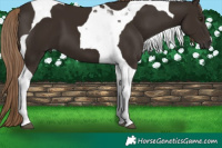 Horse Color:Liver Chestnut Tobiano 