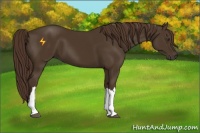 Horse Color:Liver Chestnut 