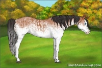 Horse Color:White Spotted Bay Splash  and White Spotted Bay Splash 