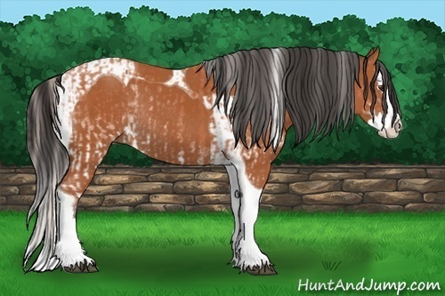 Horse Color:White Spotted Silver Bay Splash and Bay Splash Tobiano Rabicano
