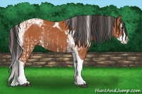 Horse Color:White Spotted Silver Bay Splash and Bay Splash Tobiano Rabicano