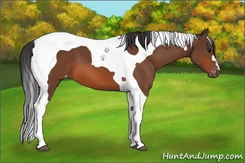 Horse Color:Brown Tobiano Appaloosa 