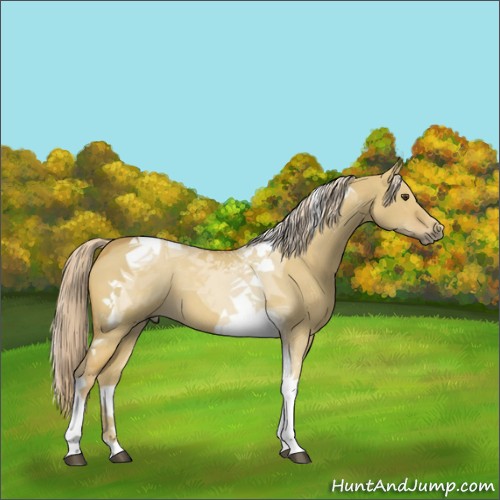 Horse Color:Palomino Dun Tobiano 