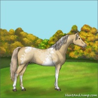 Horse Color:Palomino Dun Tobiano