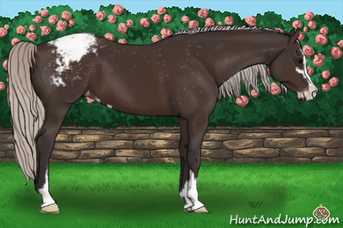 Horse Color:Silver Brown Sabino Appaloosa 