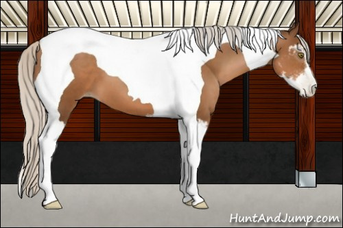 Horse Color:Gray Silver Bay Pearl Sabino Tobiano