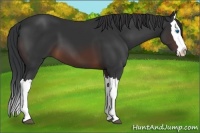 Horse Color:Brown Splash 